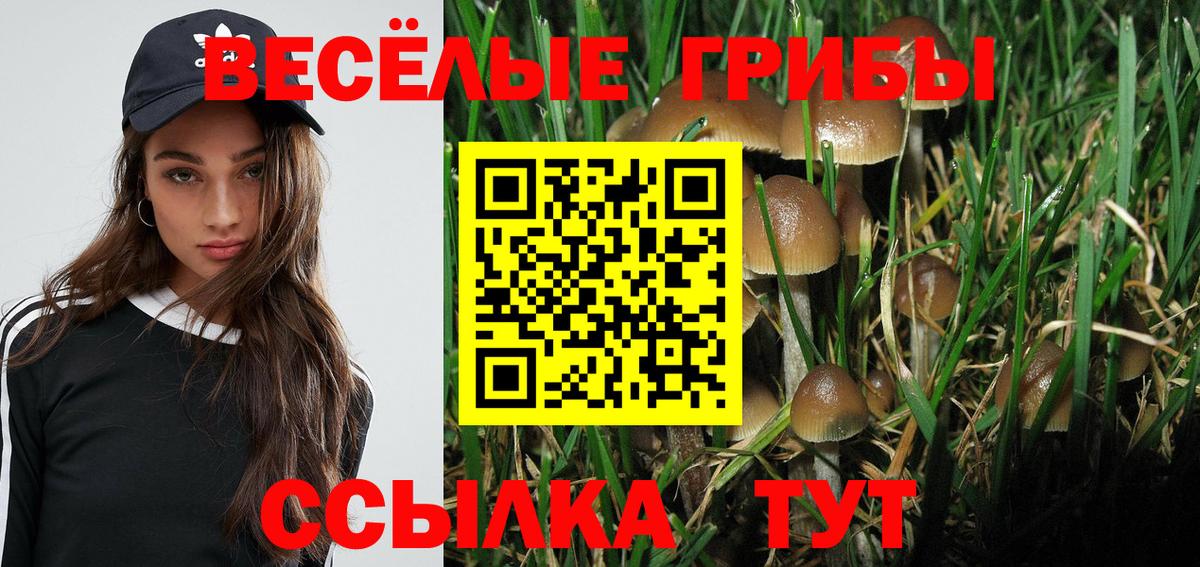 Псилоцибиновые грибы мицелий Новочебоксарск